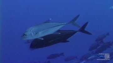 SS 24 Q&A Mating Dances