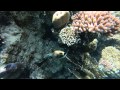 Egypt - Sharm El Sheikh - Ras Um El Sid - Hadaba Beach - snorkeling, reef, may 2015