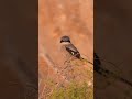 Loggerhead Shrike enjoying the sunrise along the Sea of Cortez, Baja, MX