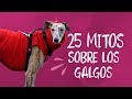 El diario de Mr.Willow - 25 Mitos sobre los galgos