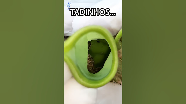 O INSETO SAI VIVO DA PLANTA CARNÍVORA?
