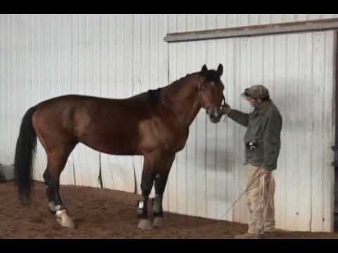 At Stud: Andiamo KHF: Holsteiner Stallion by Acord III - Kent Hill Farm Parker, Colorado