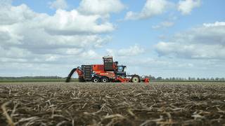 Potato Harvest At Klaver Koeling Kraggenburg Dewulf Enduro, New Holland, Veenhuis Flevoland
