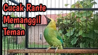 Cucak Ranting Memanggil Teman || Suara Pikat