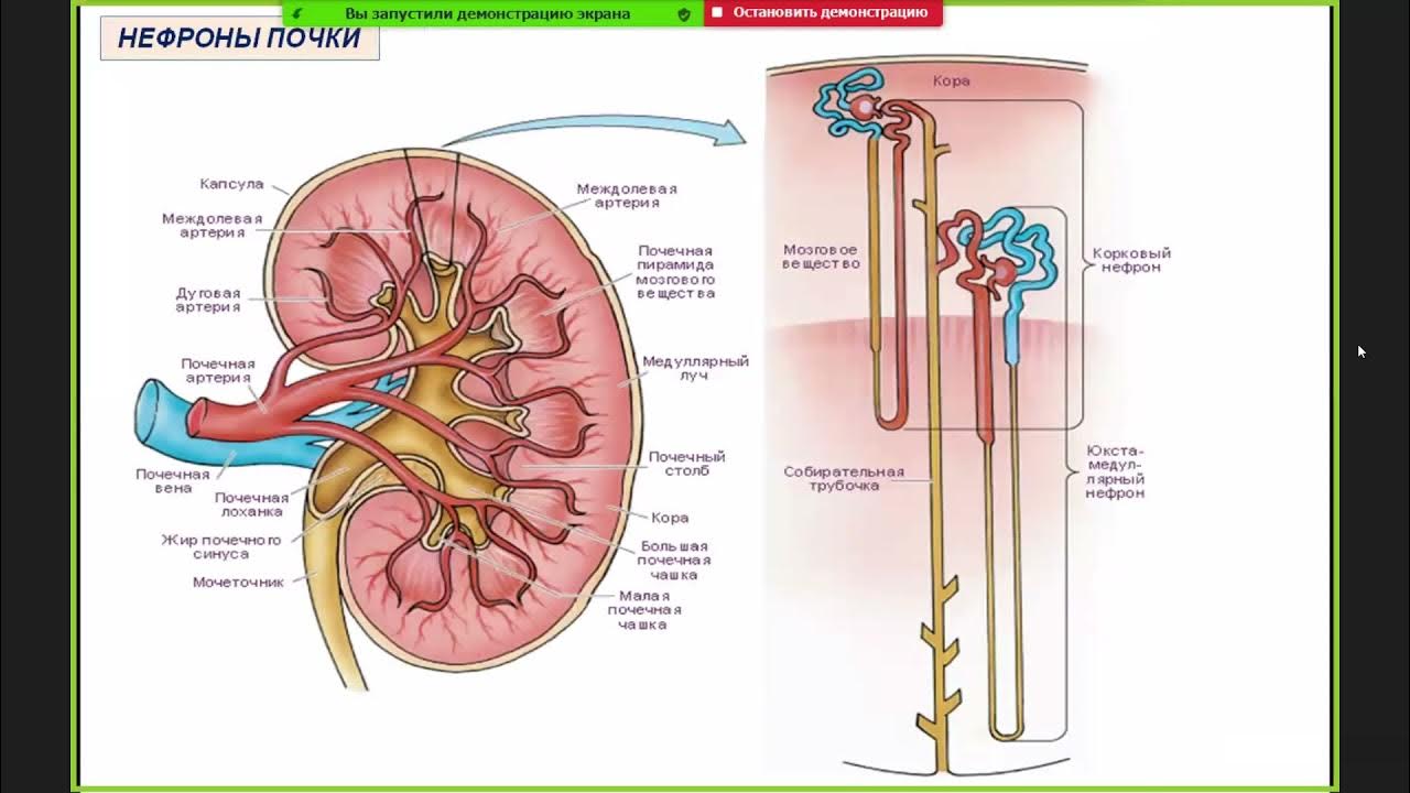 Развитие почки гистология. Выделительная система Пучко. Почка человека гистология. Выделительно-ограничительную частицу.