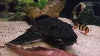 Giant plecos and Bala sharks