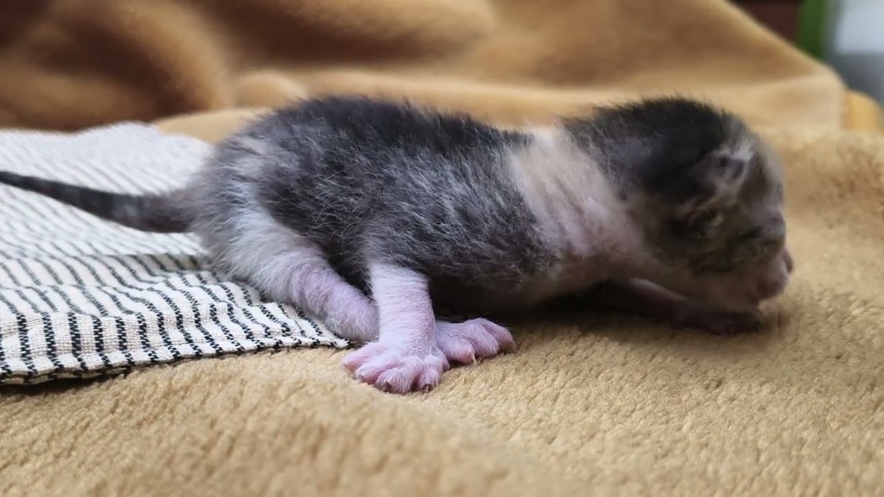 Cute little kittens | #kitten #cutecat #trending #cute #catvideos #ytcats #viralvideos 