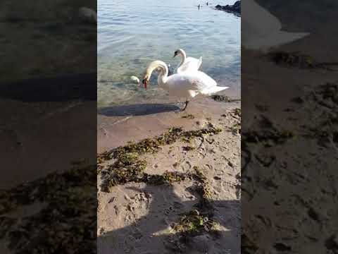 البطة و أولادها ما احلهن 