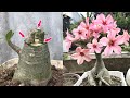 Thử ghép hoa sứ thái vào gốc hoa sứ thường và cái kết-Plumeria