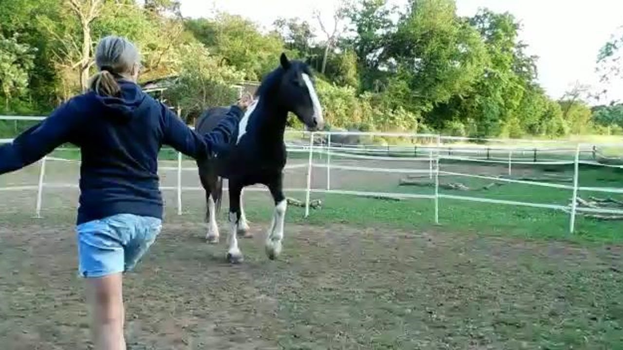 Pferd Lässt Sich Nicht Lenken