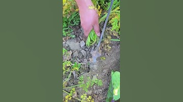 The process of digging carrots with an iron hook