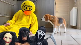 Funny Dogs get PRANKED. Cute Beagle Dogs Louie & Marie