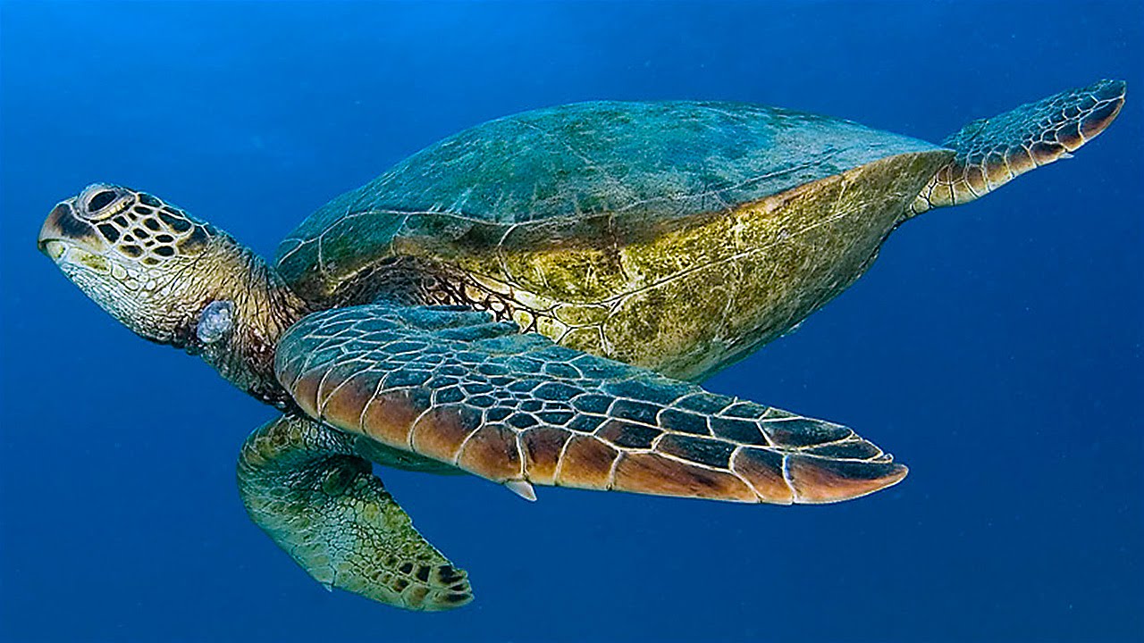 Зеленая (суповая морская черепаха). Черепаха бисса (Каретта). Морские черепахи черепахи. Морская черепаха сбоку.