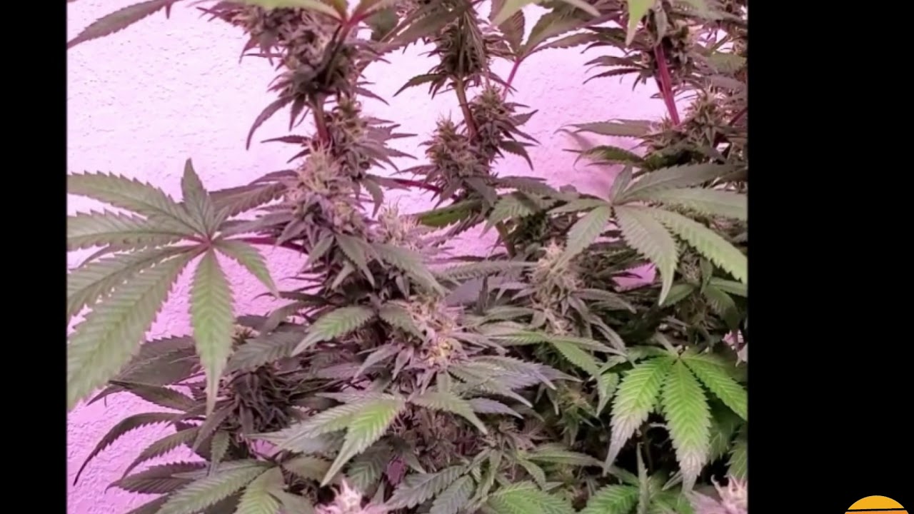 SLAUSON KUSH BRED BY SOUTHBAY GENETICS