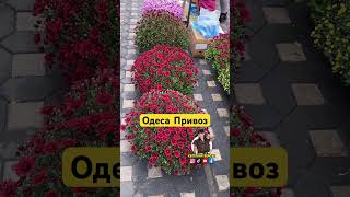 Одеса Привоз живі квіти 🌼🌸🌺