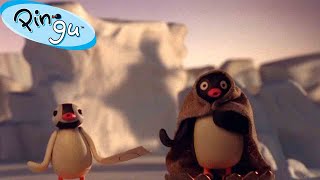 Pingu And The Abominable Snowman 🐧 | Pingu - Official Channel | Cartoons For Kids