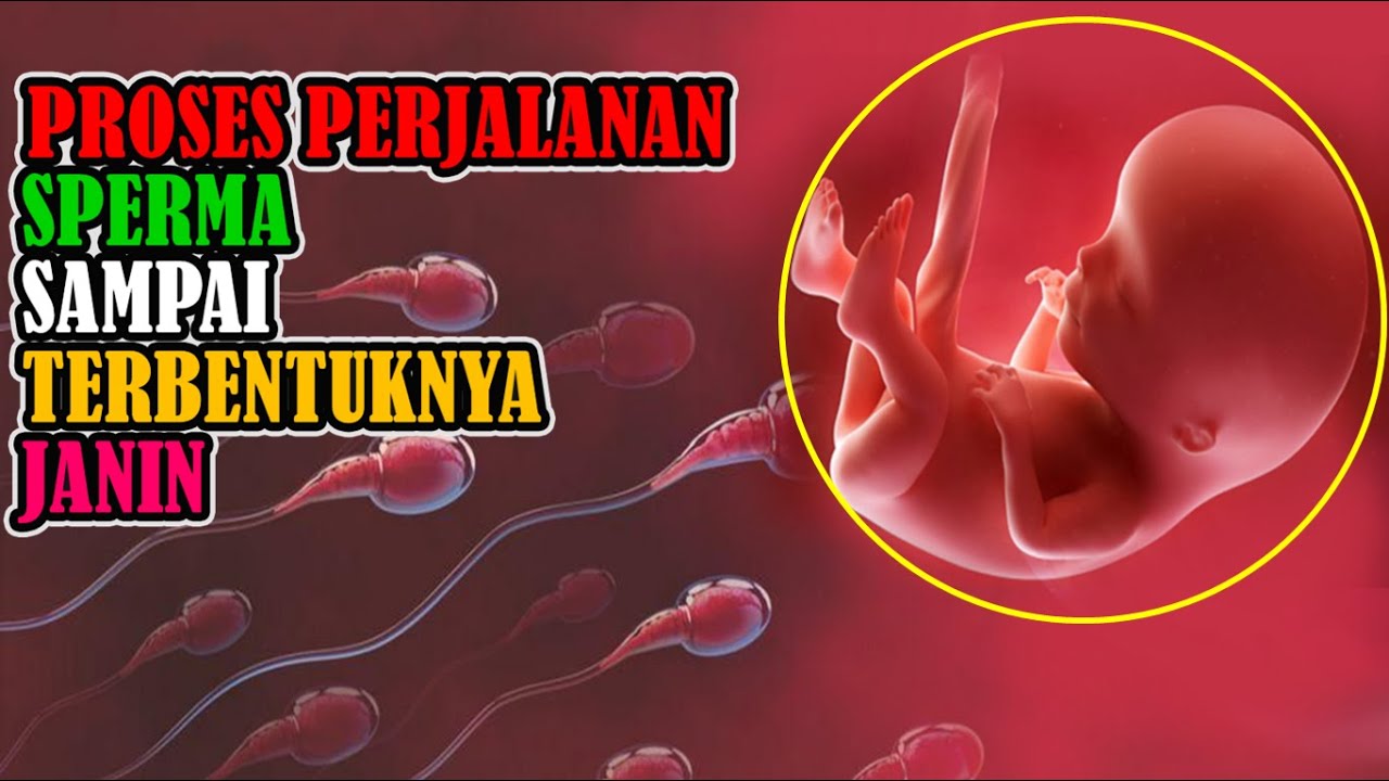Perjalanan Sperma Hingga jadi Janin