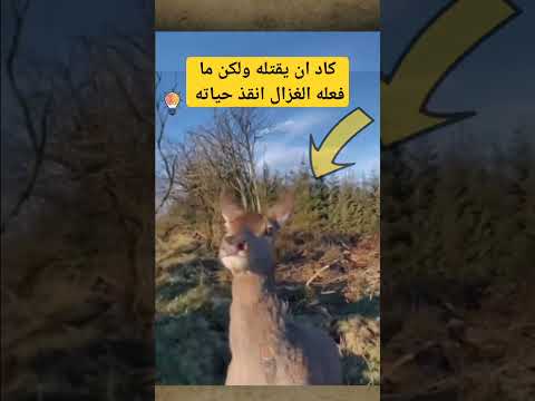 فيديو: هل تأكل الغزلان التبن؟