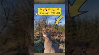 كاد ان يقتله ولكن ما فعله الغزال أنقذ حياته #shorts