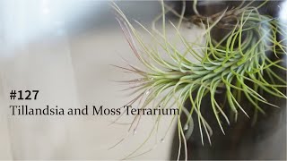 [With commentary on how to grow] Tillandsia and moss terrarium #127 by 苔テラリウム専門-道草ちゃんねる‐ 15,311 views 11 months ago 8 minutes, 59 seconds