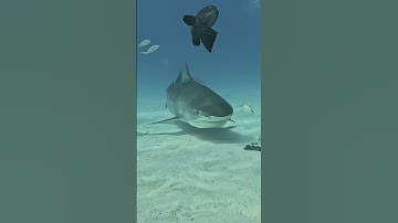 Tiger Shark hook #shark #sharks #nature #sharkweek #photography #nature #wildlife Tiger Beach