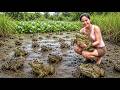 [TIMELAPSE] Catching 100kg+ of Wild Frogs in the Cook Delicious Frog Dishes to Sell | Phương's Story