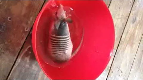 Rootie the Armadillo