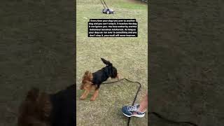 ⁣Dog Training Videos - Dog or Puppy Training Tips and Tricks 2022 - Get Training Link in Description