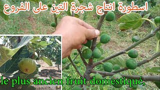 أفضل صنـف اشــجار التين انصحك بزراعته حالا | الفرق بين التين والكرموس | FIG TREE