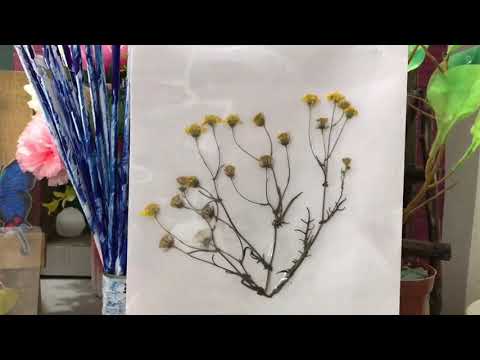 فيديو: كيفية تجفيف النباتات