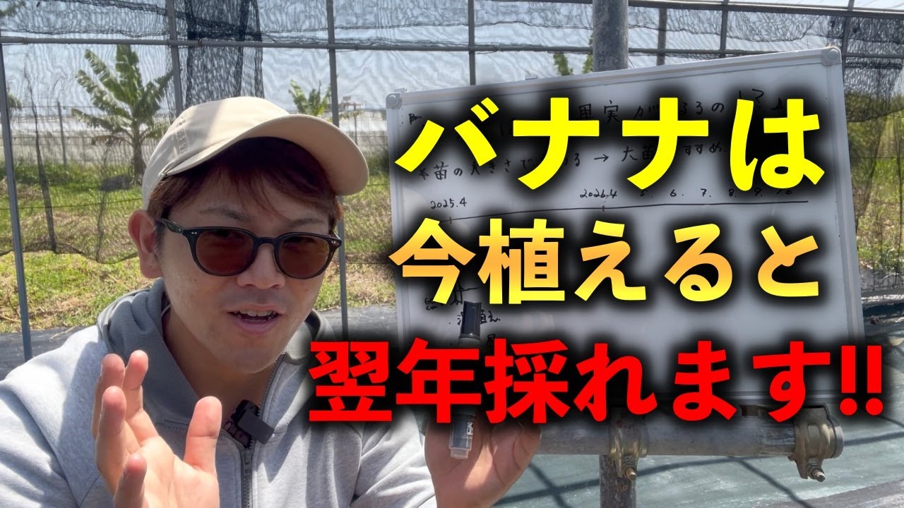 120㎝,銀バナナ＝有吉マツコTV紹介・バナナ＝切り戻し低木化、樹高２ｍ台で開花 120㎝,銀バナナ＝有吉マツコTV紹介・バナナ＝切り戻し低木化