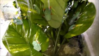 red eye tree frog rain chamber