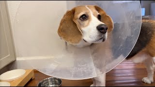 Cute beagle won't let cone of shame stop him