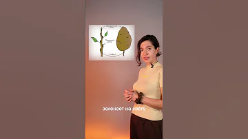 Клубень картофеля – зри в корень #биология
