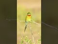 Beautiful Srilanka Bundala Nature Nationalpark Birding Birds Travel Solo Vacation