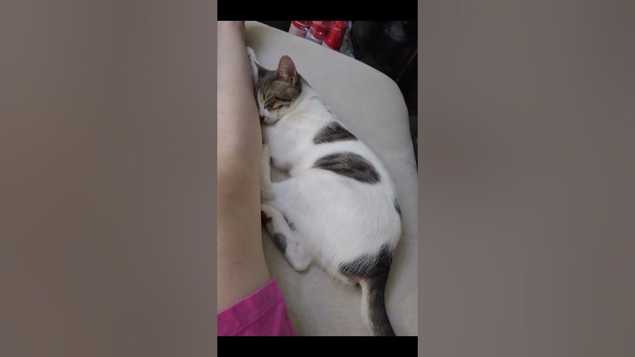 how-much-is-a-6-month-old-kitten-supposed-to-weigh-my-guys-viral-cat