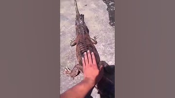 Giật cả mình 😂 #shorts #funny