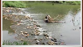 Puncan Pencemaran Taman Tasik Cempaka, Bangi Resimi