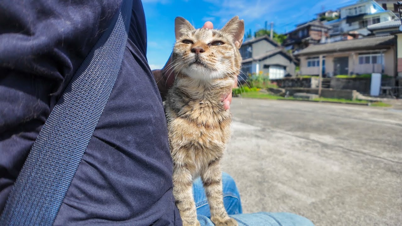 人懐っこすぎ注意♪ 猫島で港に座ったら、猫さんが猛ダッシュで寄っ