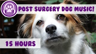 Relaxing Music to calm dogs post surgery!  Soothing melodies to help recovery (2018)