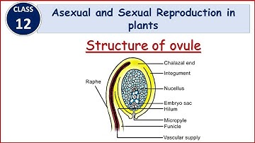 Structure of Ovule | Reproduction in Plants | Class 12