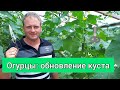 Огурцы: обновление куста