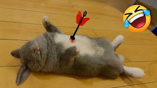 Youll Get A Bunny After Watching These