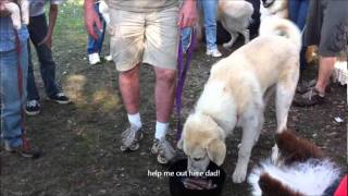 Panda the Great Pyrenees and friends dunking for hotdogs by Kit Lau 149 views 12 years ago 2 minutes, 50 seconds