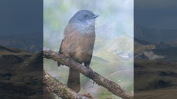 A Portrait Of Port Davey