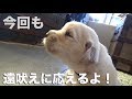 【レポート】仔犬がヨチヨチ歩くようになりました！