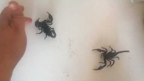 Can you house two scorpions together
