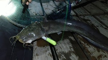 Câu cá Bông Lau lên thêm cá Ngát | Sông Nước Cần Giờ - Châu Huỳnh.