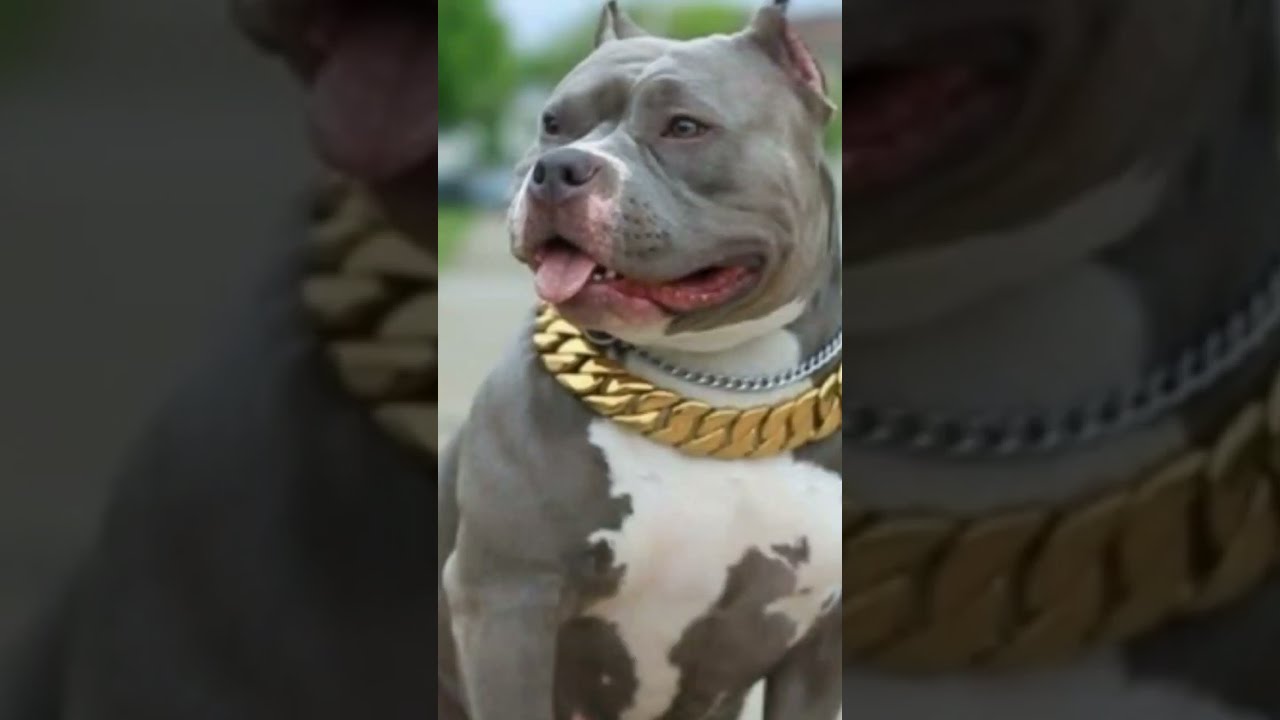 Normal Pitbull Vs 5000 Bce Animal 5000bce Trendingshorts Popular Viral Subscribe