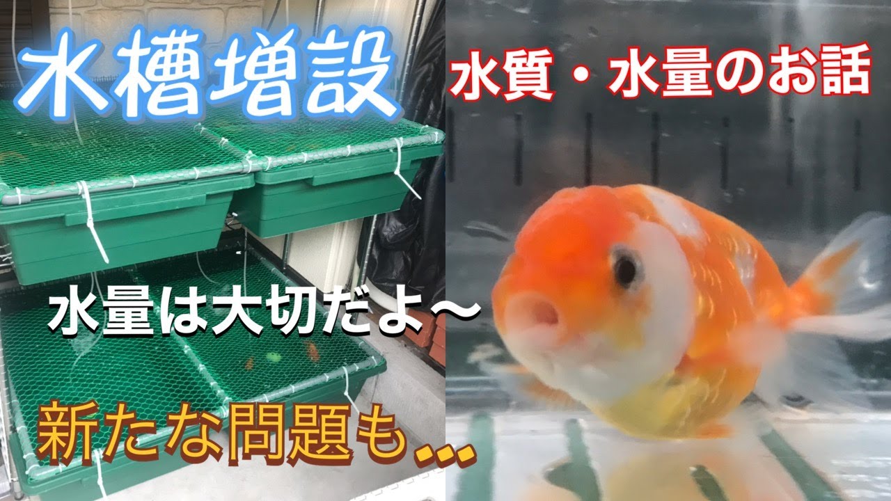 らんちゅう 桜錦］水槽（コーナン トロ舟）増設&水質・水量のお話 新た